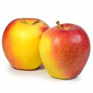 Саджанець Яблуня Пінова